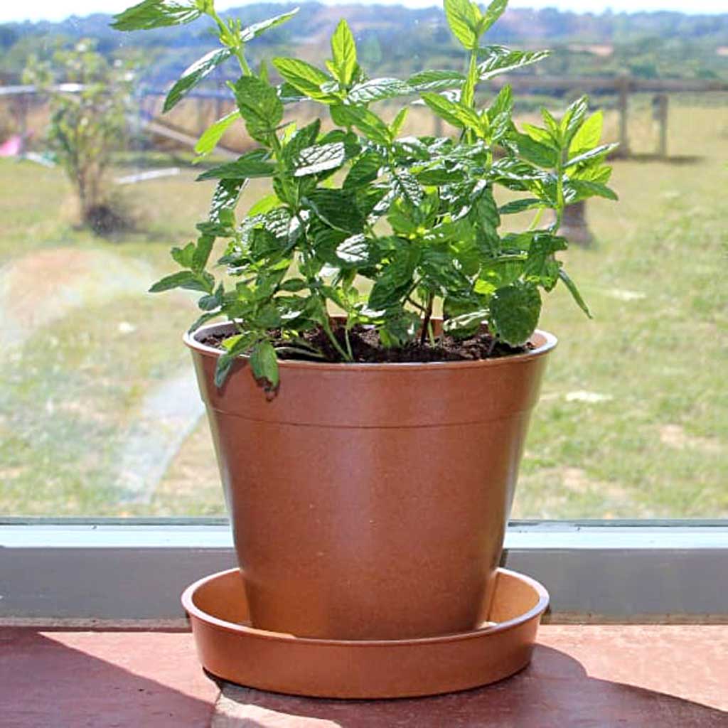 Bamboo Pot Terracotta 6" - (5)